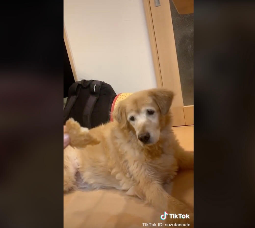 ゴールデンレトリーバー,動画