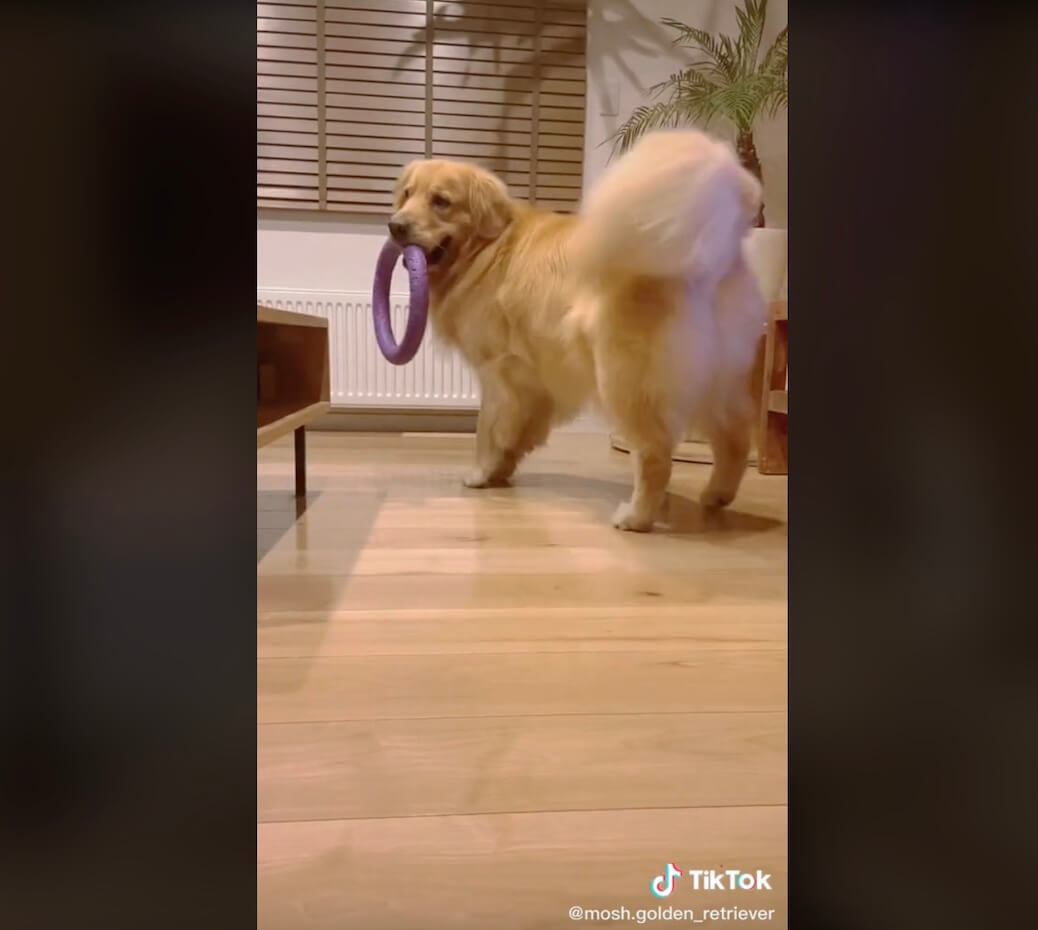 ゴールデンレトリーバー,動画