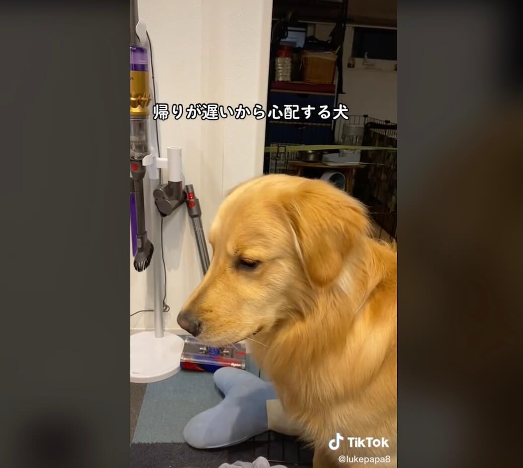 ゴールデンレトリーバー,動画