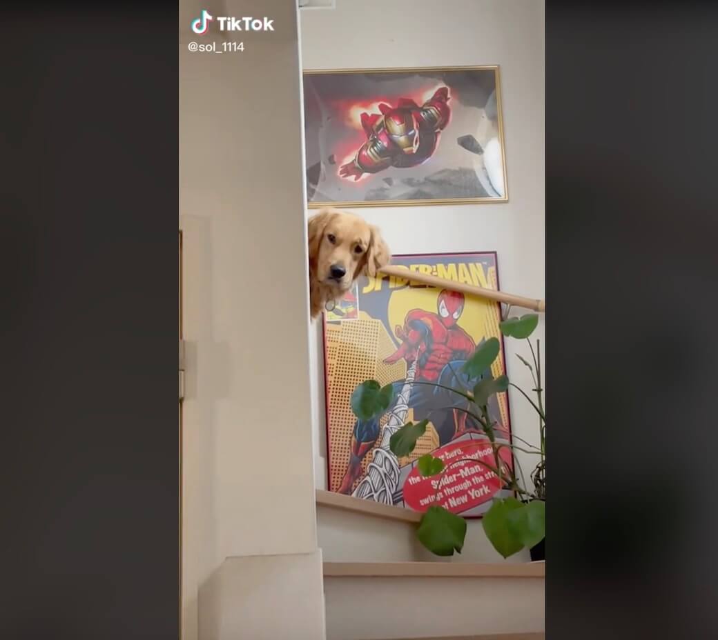 ゴールデンレトリーバー,動画