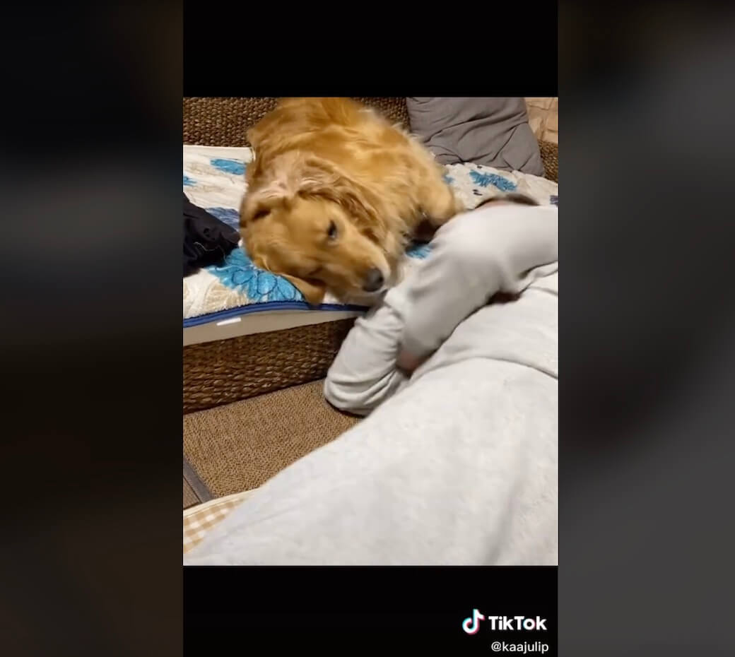 ゴールデンレトリーバー,動画