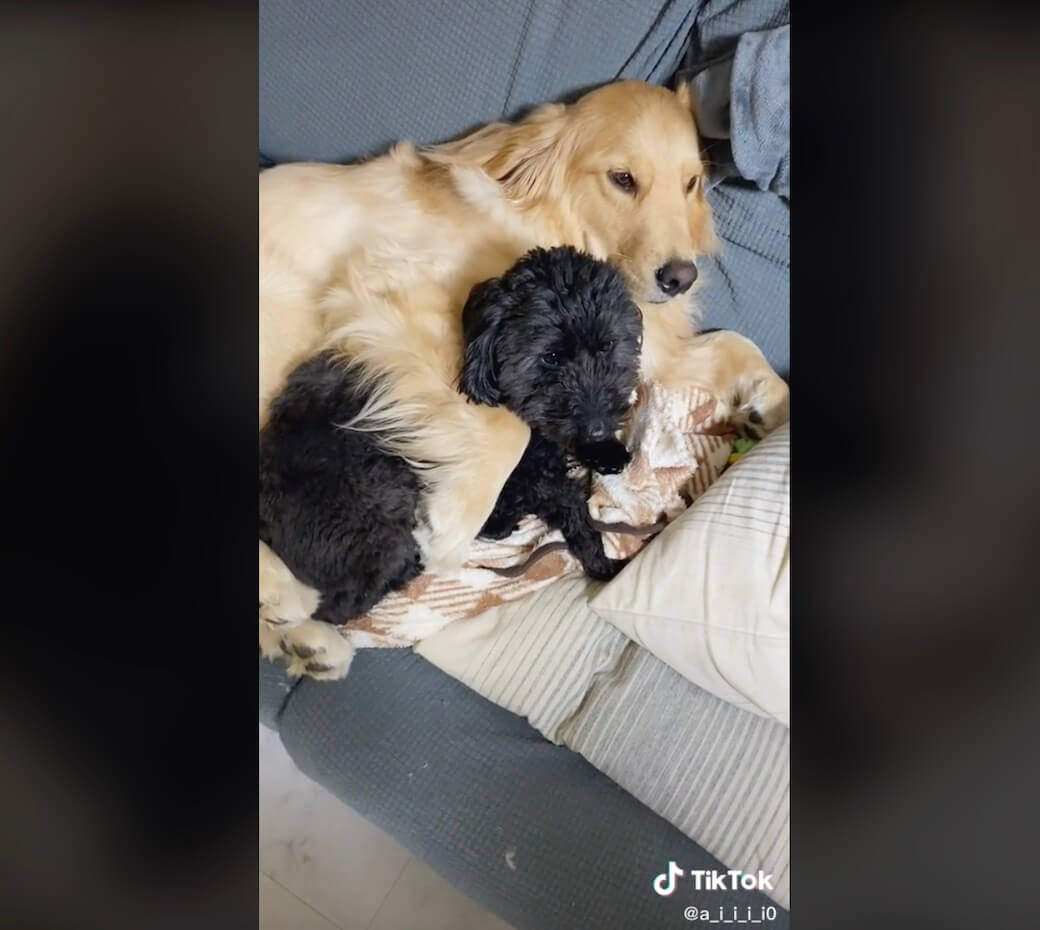 ゴールデンレトリーバー,動画