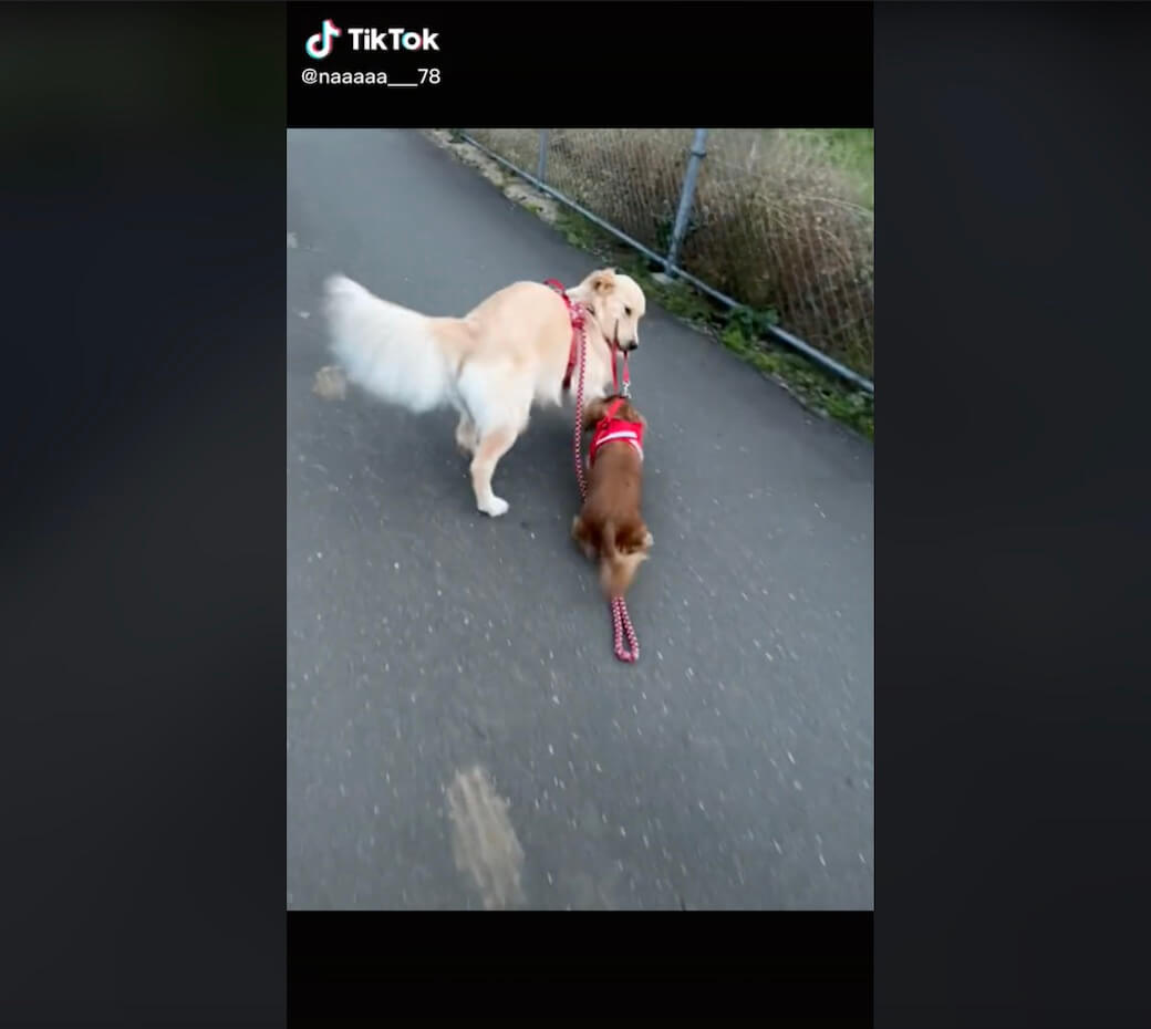 ゴールデンレトリーバー,動画