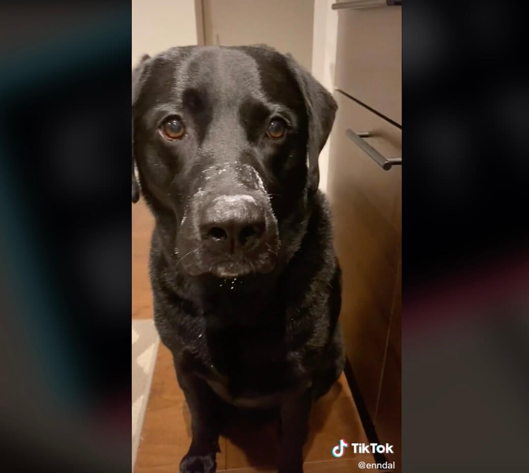 ラブラドールレトリーバー,動画