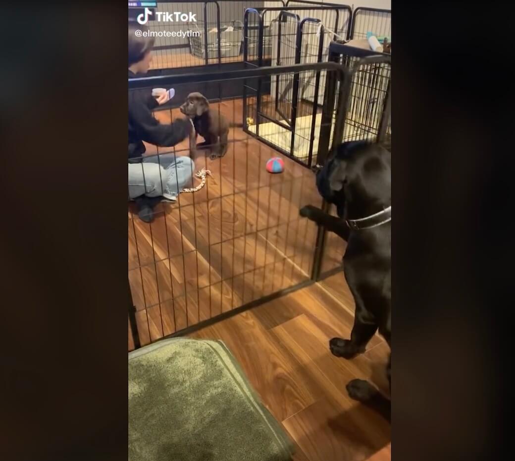 ラブラドールレトリーバー,動画