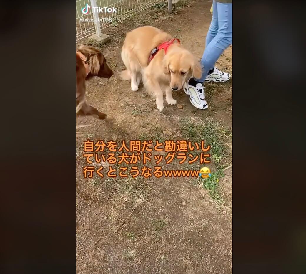 ゴールデンレトリーバー,動画