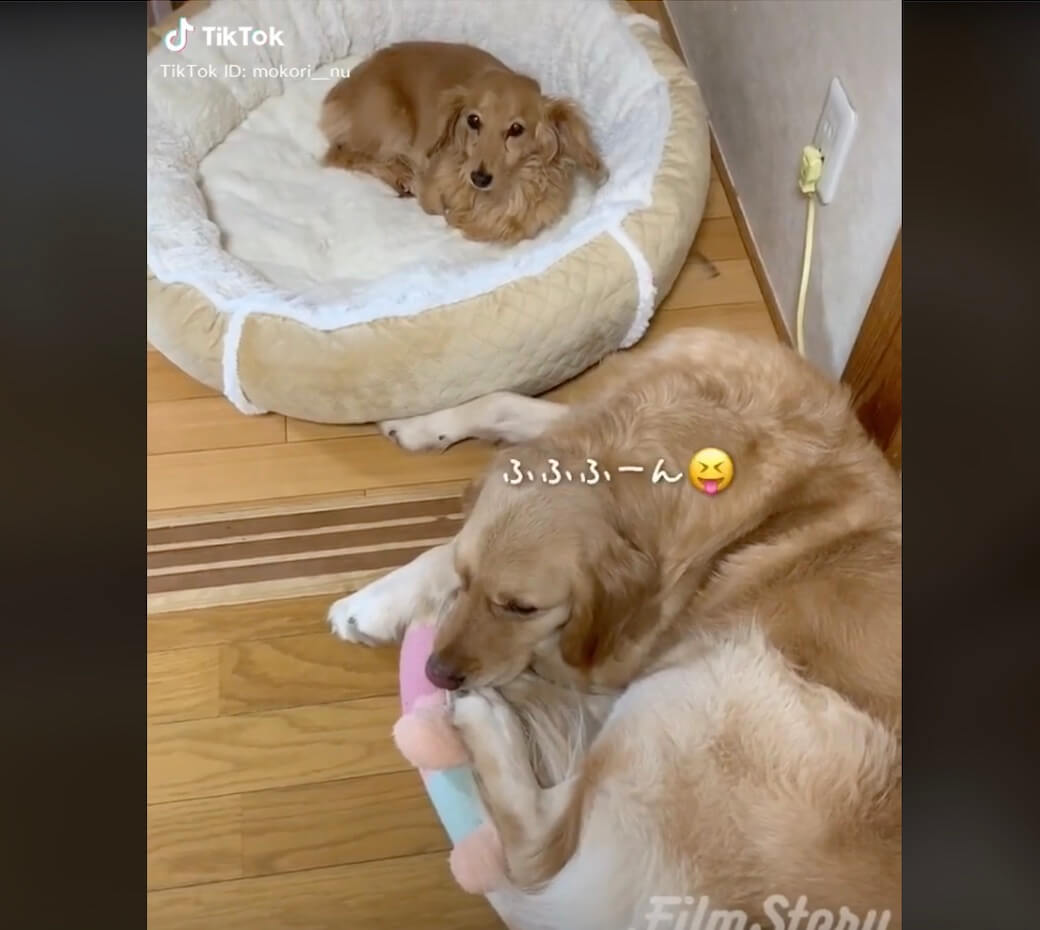 ゴールデンレトリーバー,動画