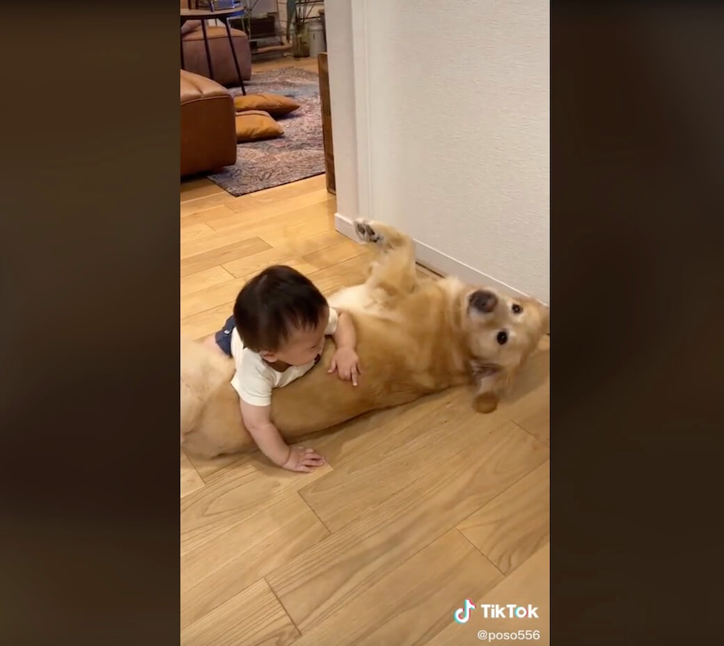 ゴールデンレトリーバー,動画