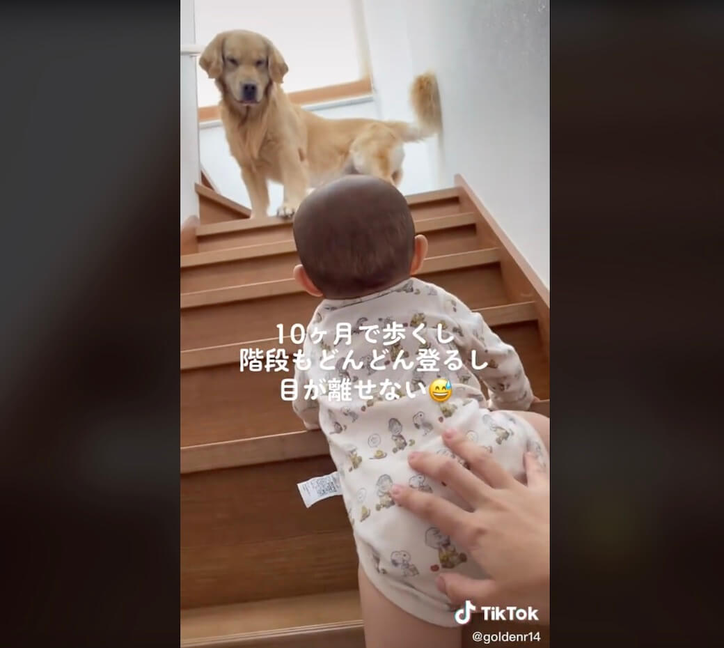 ゴールデンレトリーバー,動画