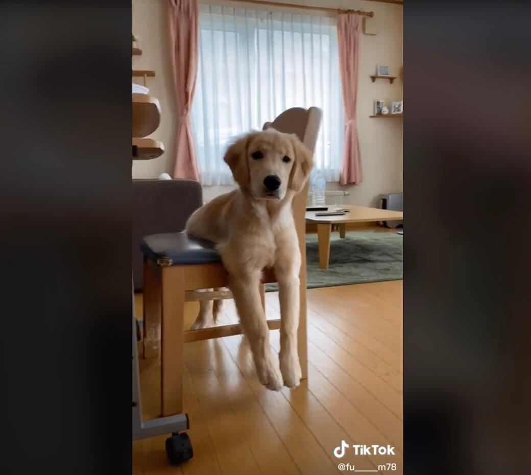 ゴールデンレトリーバー,動画