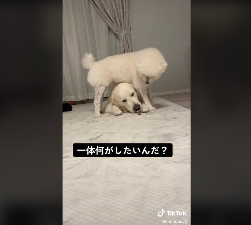 ゴールデンレトリーバー,動画