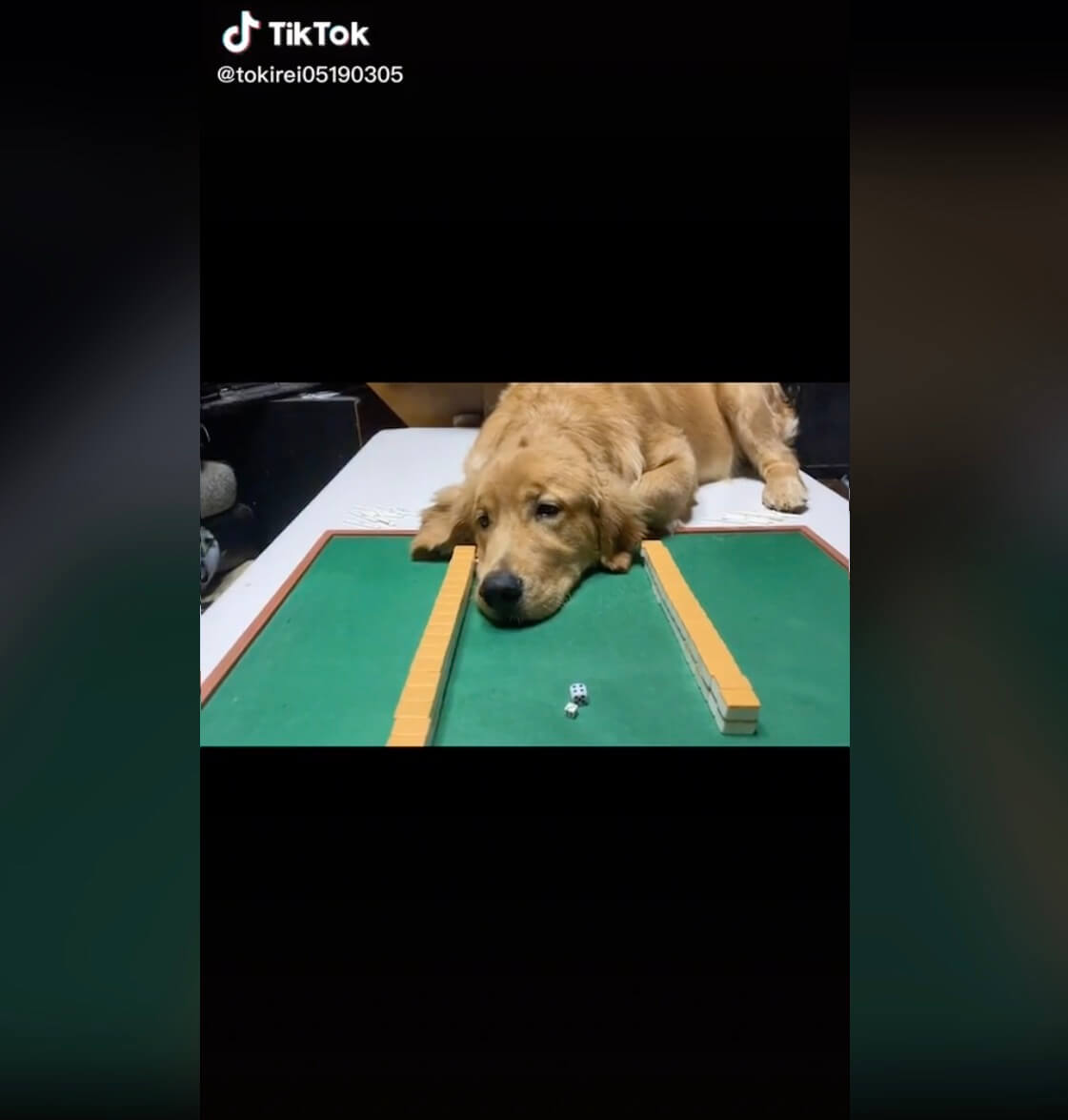 ゴールデンレトリーバー,動画