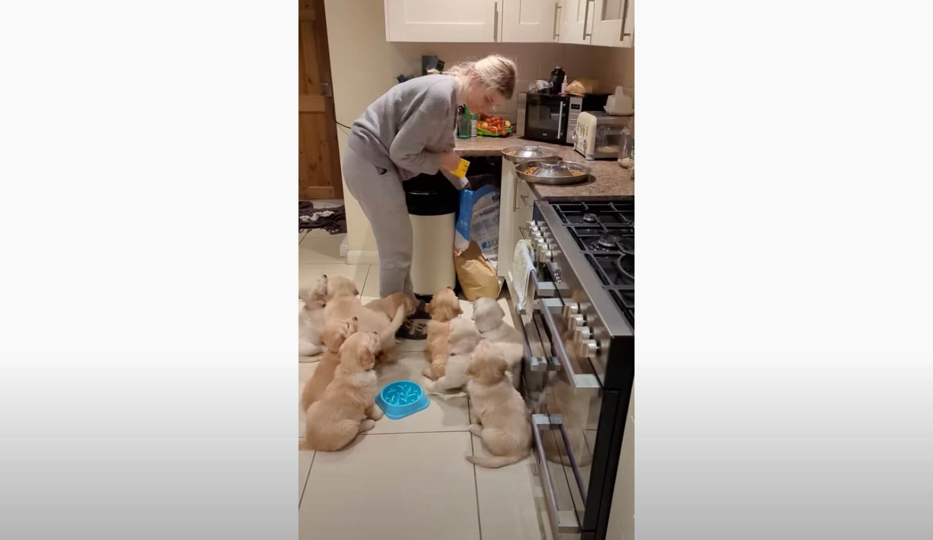 ゴールデンレトリーバー,動画