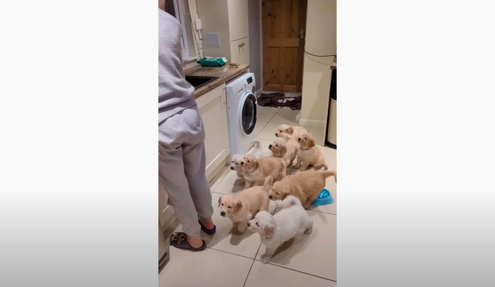 ゴールデンレトリーバー,動画