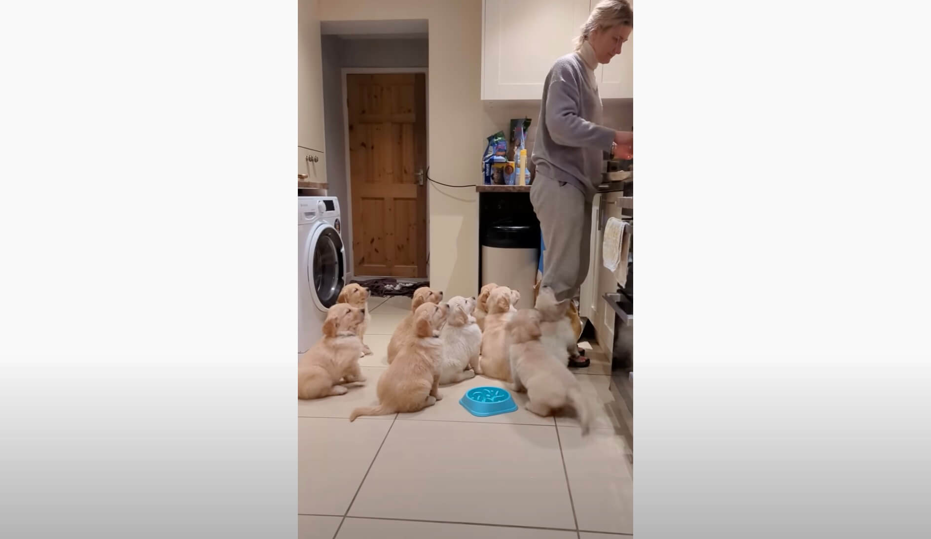 ゴールデンレトリーバー,動画