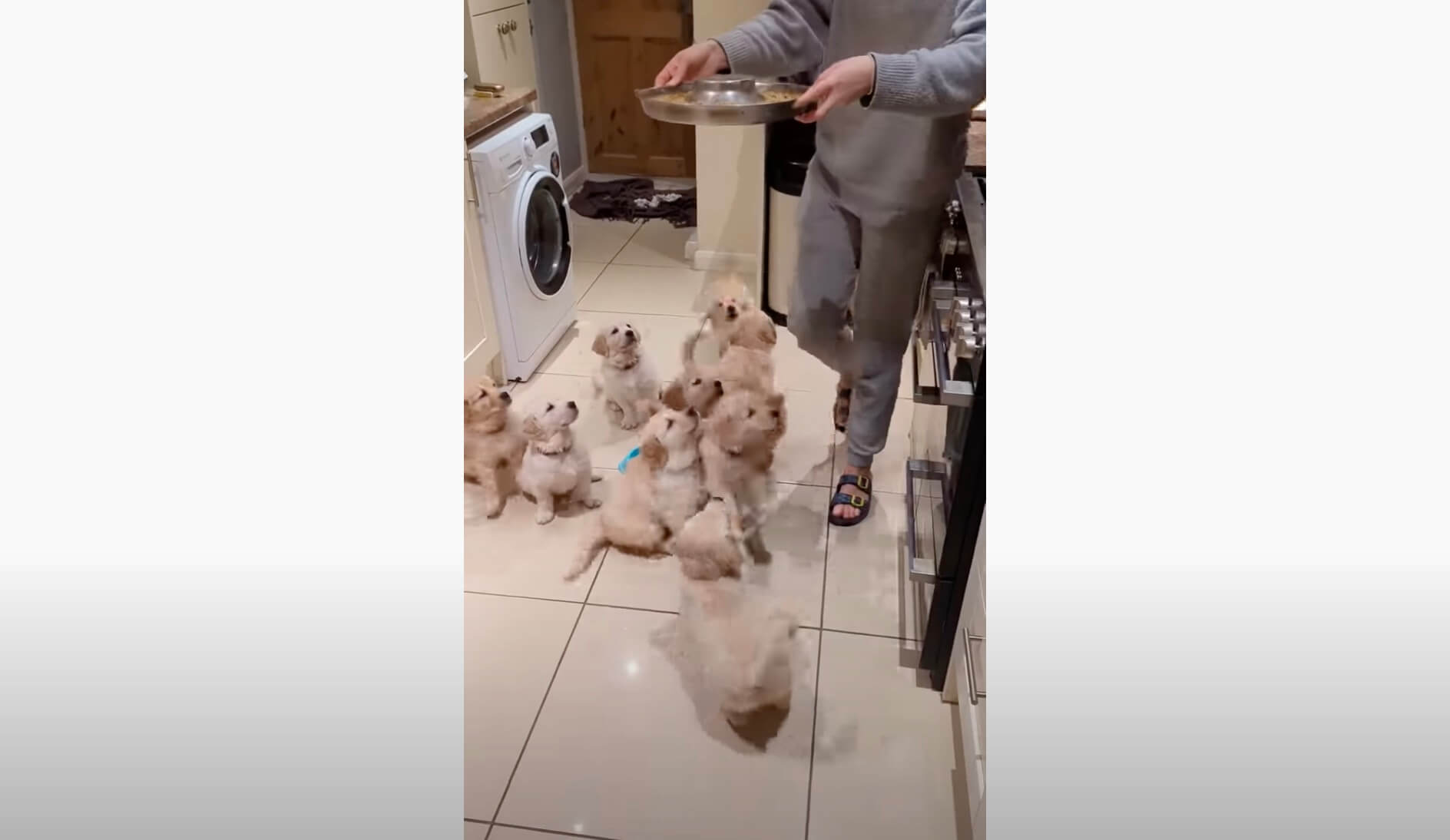 ゴールデンレトリーバー,動画