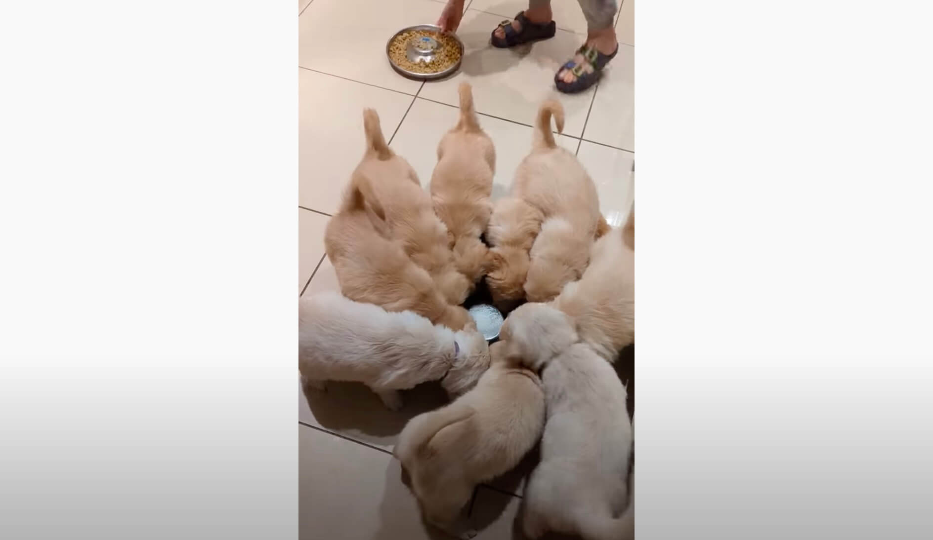 ゴールデンレトリーバー,動画