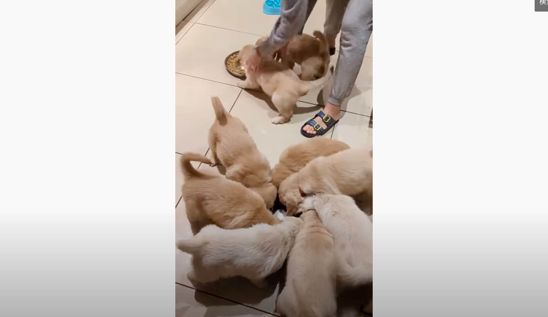 ゴールデンレトリーバー,動画