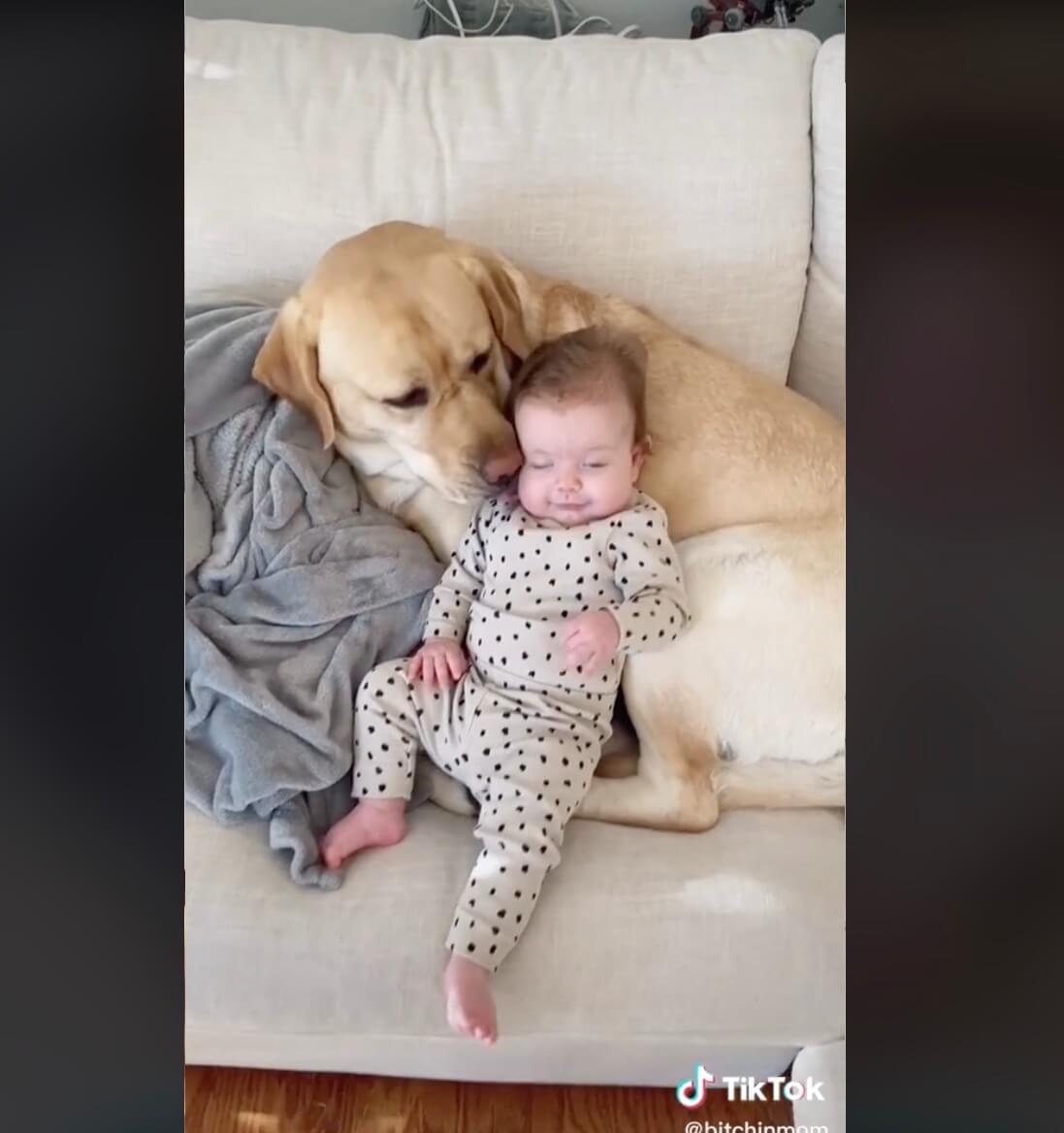 ラブラドールレトリーバー,動画