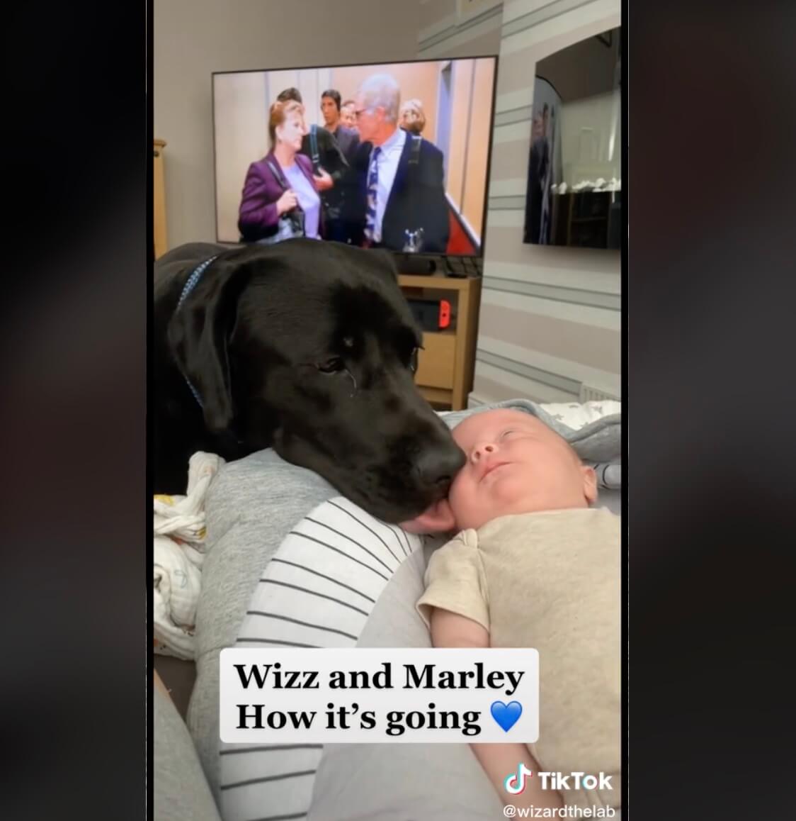 ラブラドールレトリーバー,動画