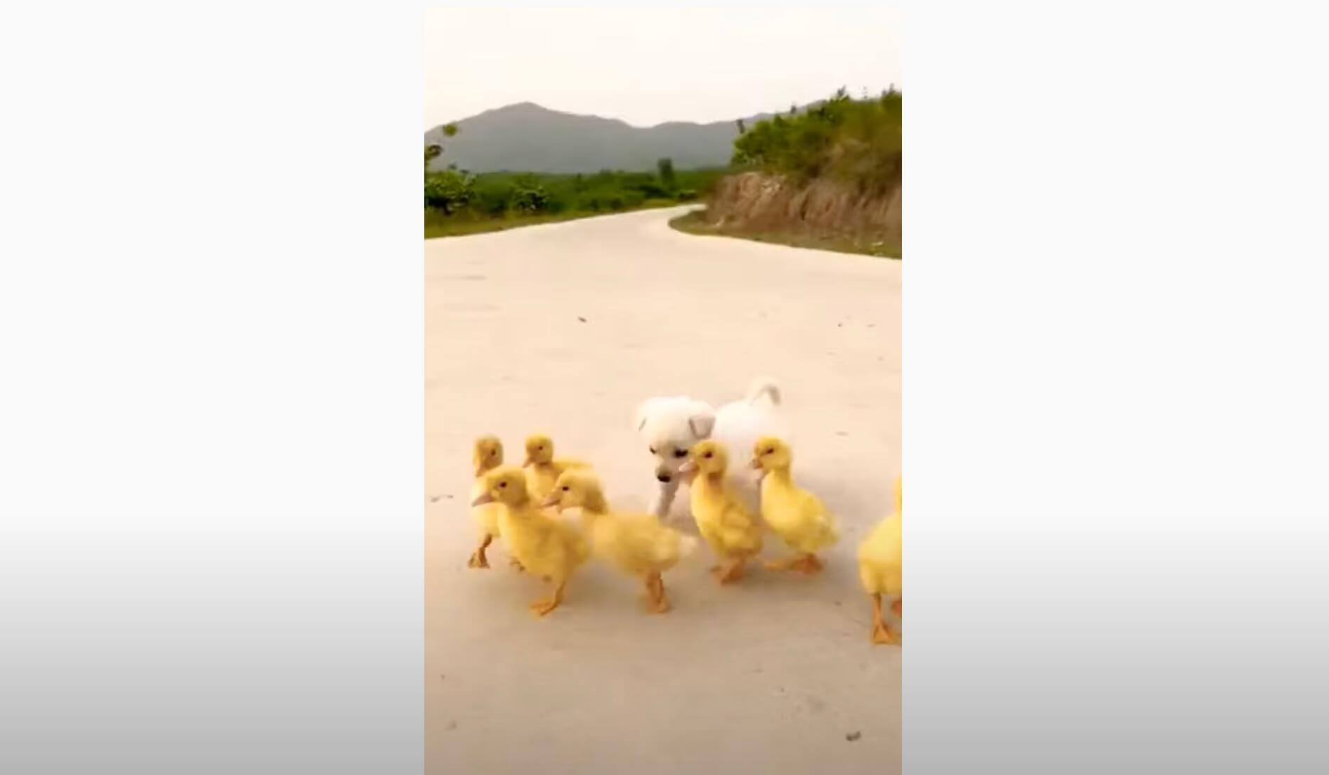 ラブラドールレトリーバー,動画