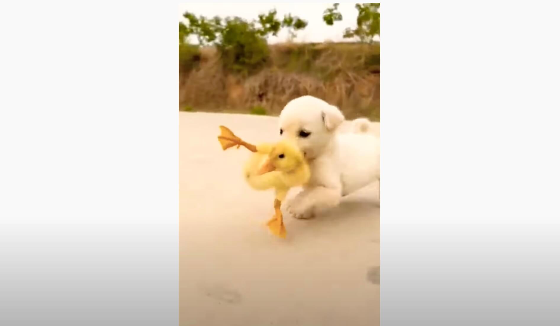 ラブラドールレトリーバー,動画