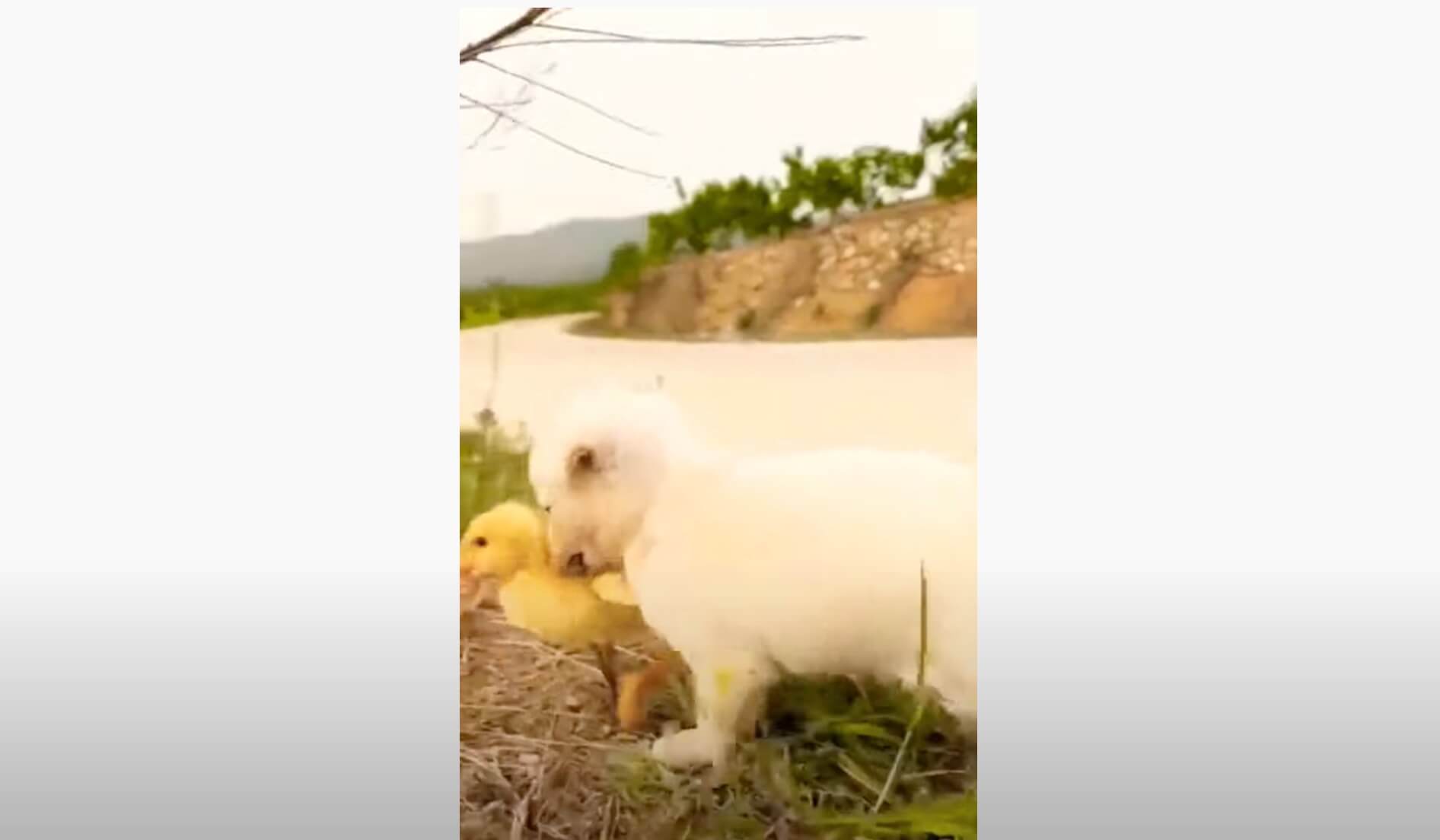 ラブラドールレトリーバー,動画