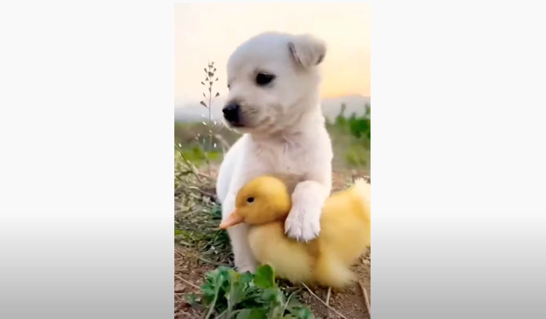 ラブラドールレトリーバー,動画