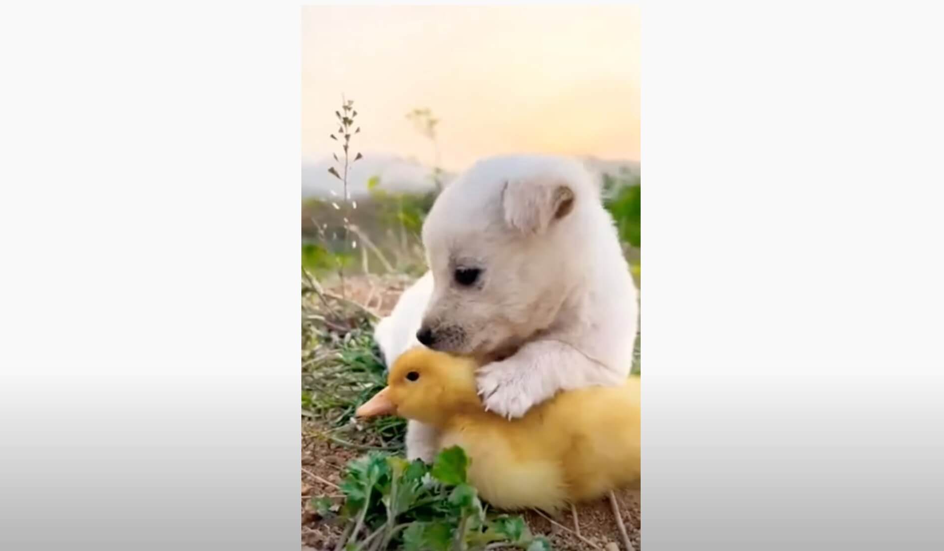 ラブラドールレトリーバー,動画