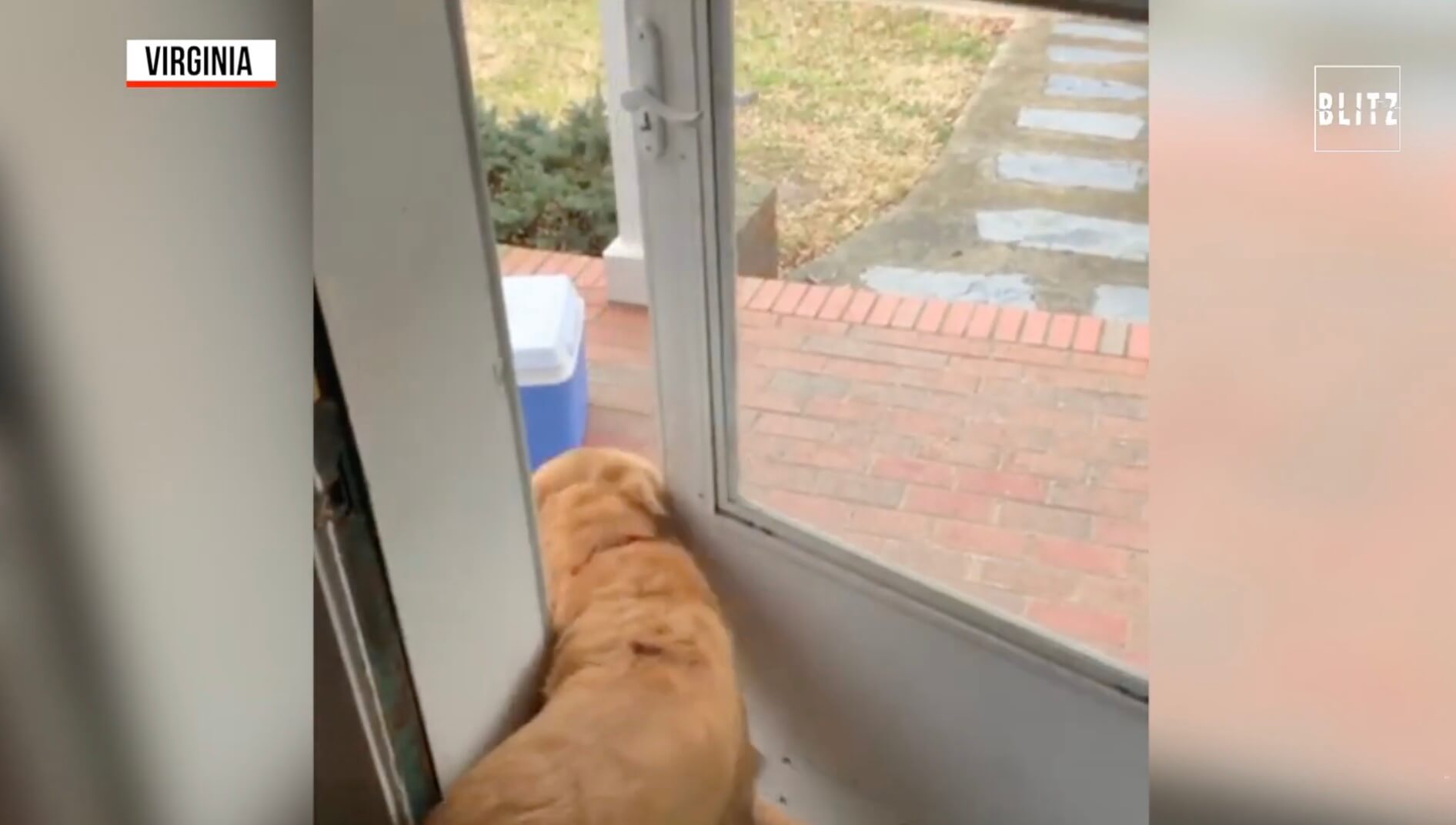 ゴールデンレトリーバー,動画