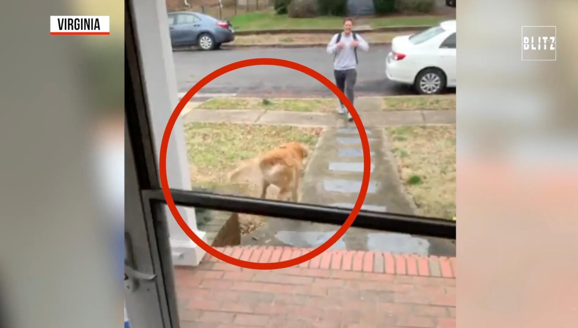 ゴールデンレトリーバー,動画