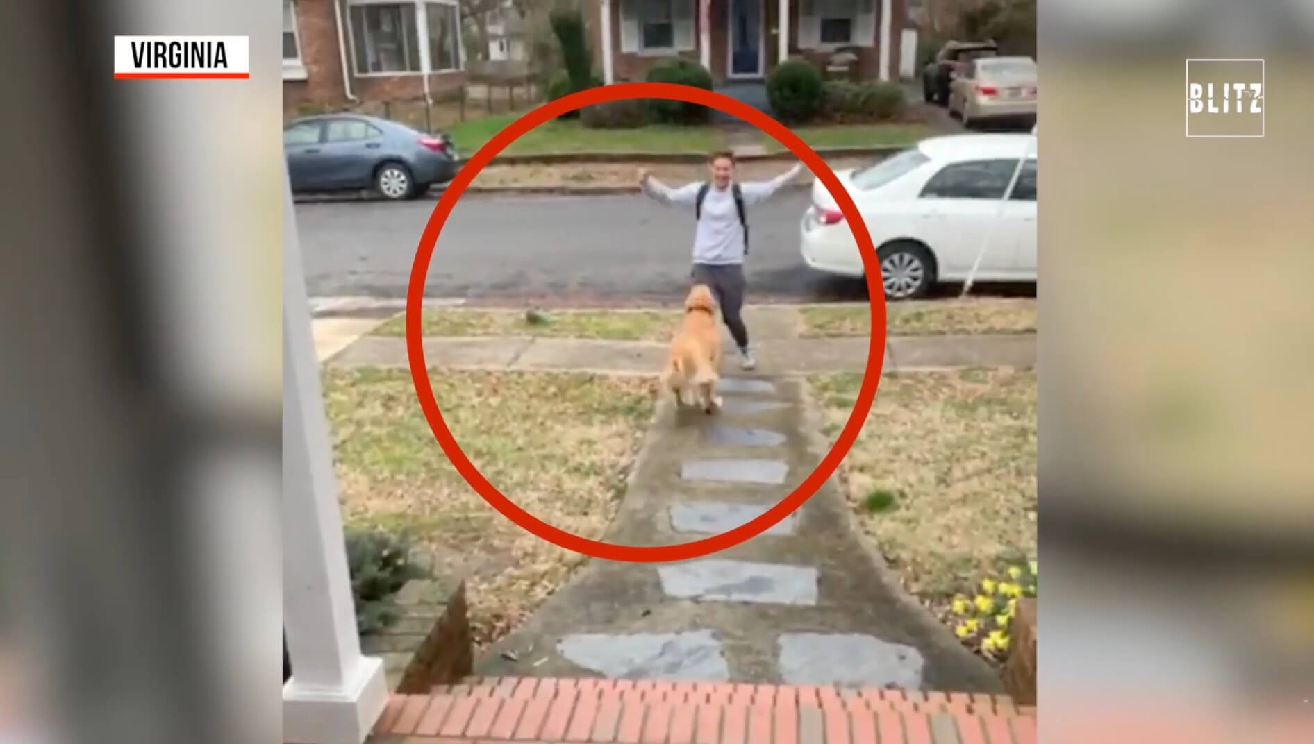 ゴールデンレトリーバー,動画