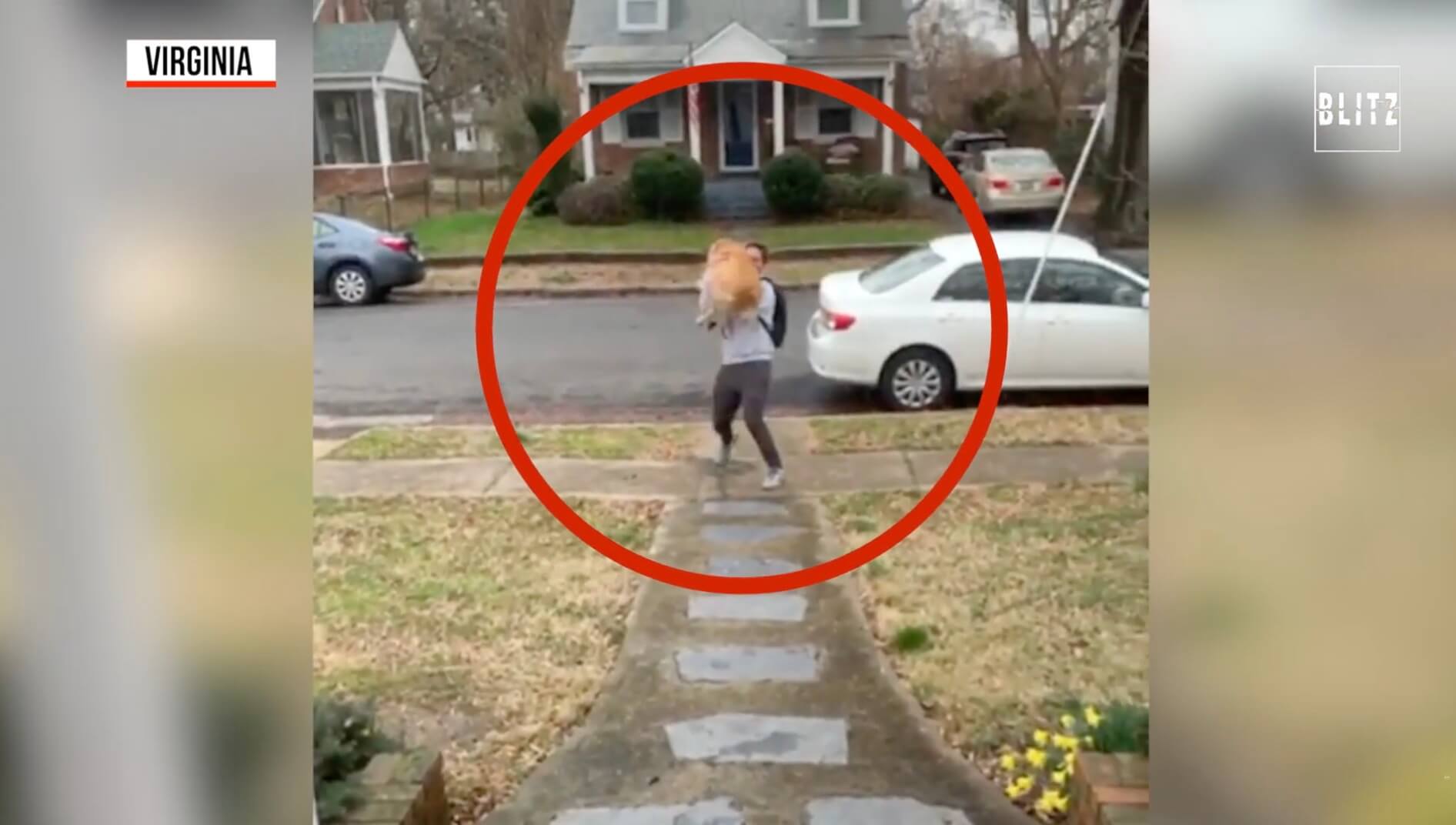 ゴールデンレトリーバー,動画