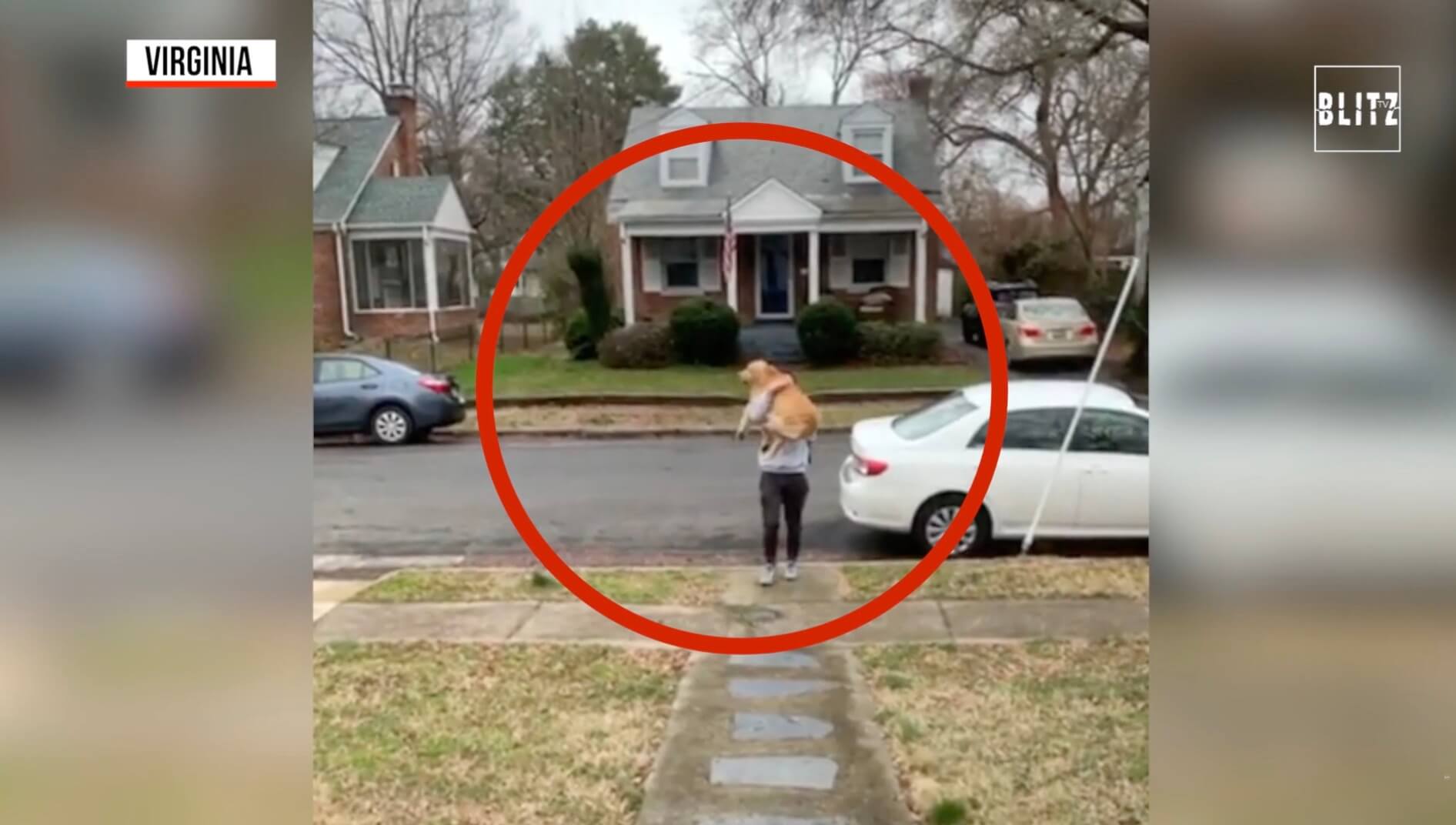 ゴールデンレトリーバー,動画