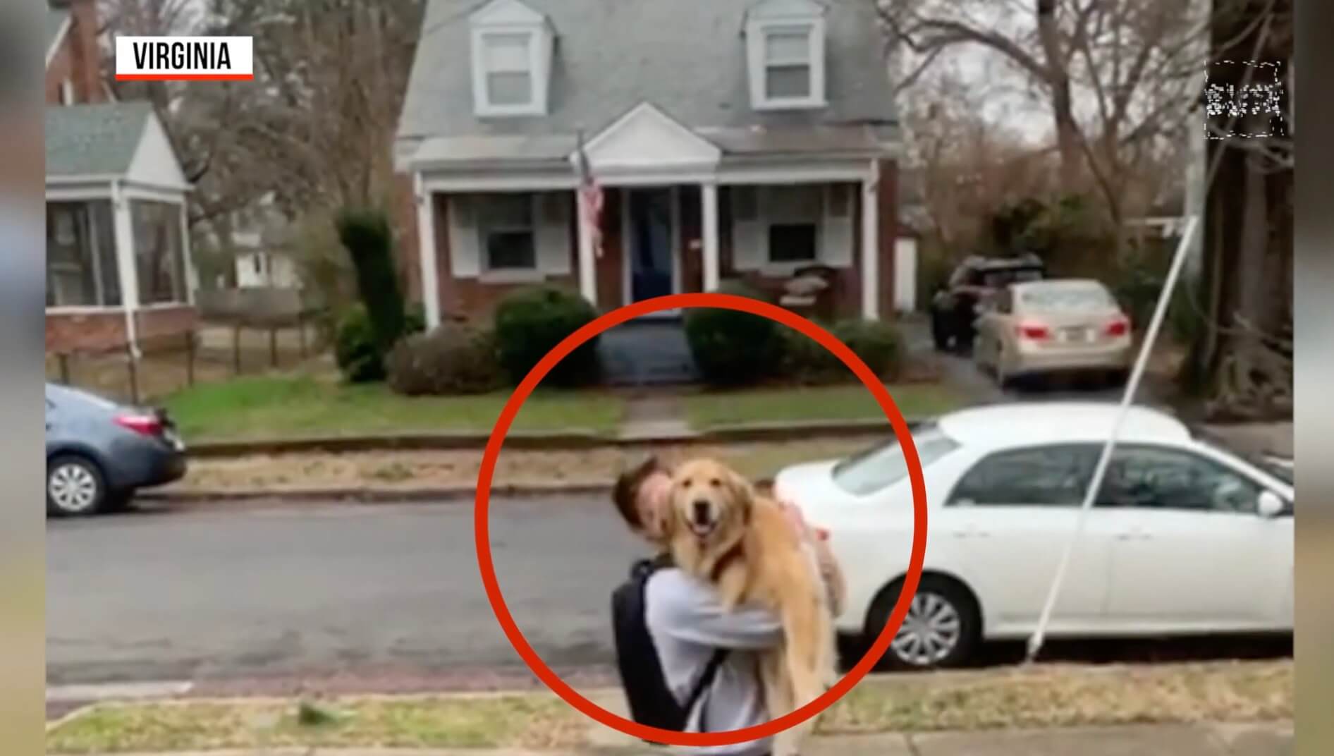 ゴールデンレトリーバー,動画