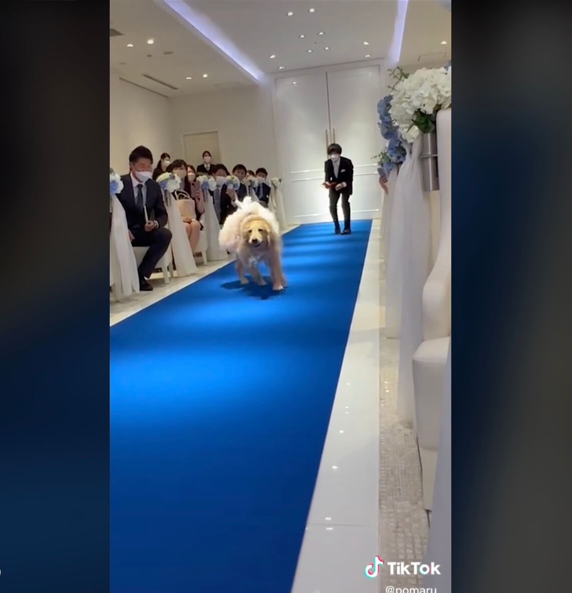 ゴールデンレトリーバー,動画