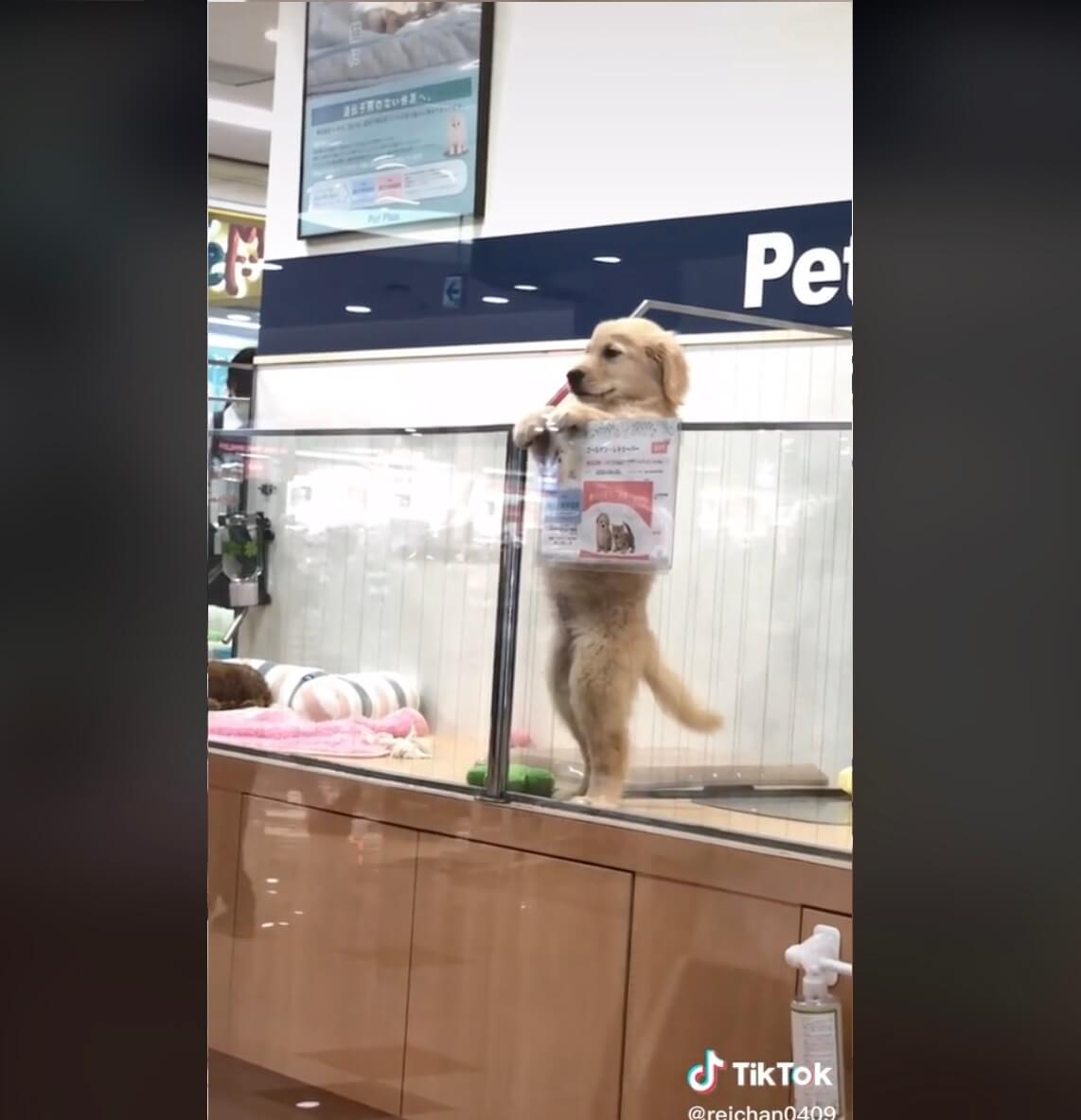 ゴールデンレトリーバー,動画