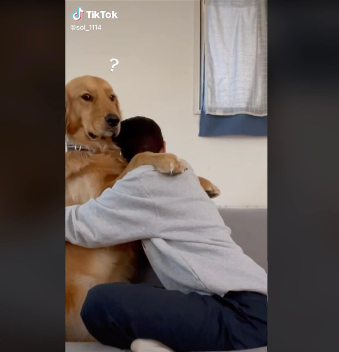 ゴールデンレトリーバー,動画