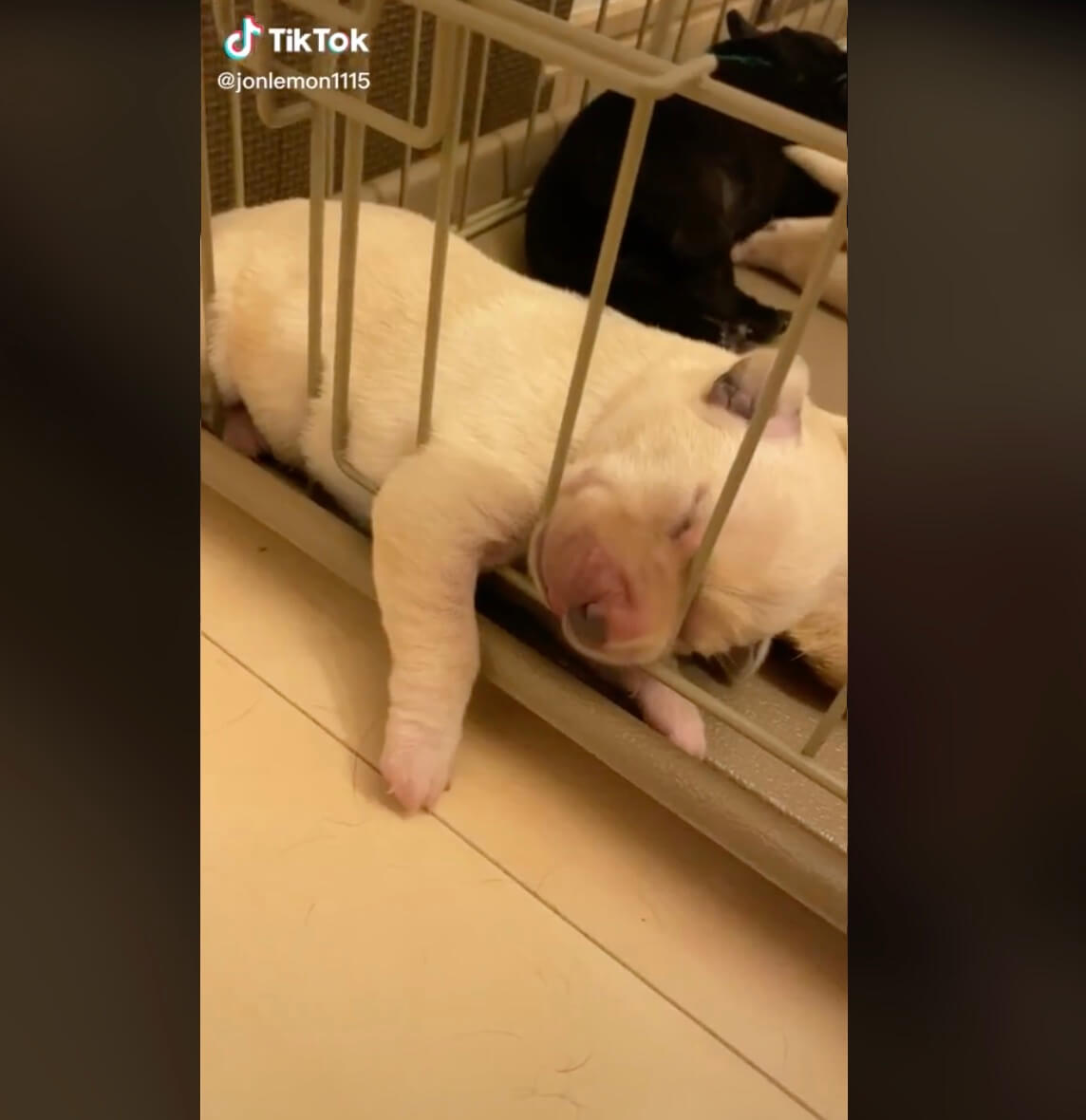 ラブラドールレトリーバー,動画