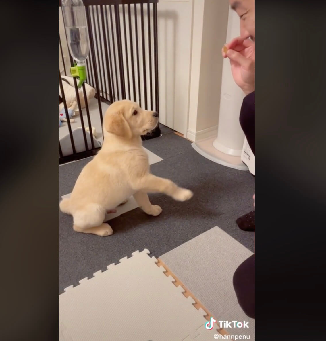 ゴールデンレトリーバー,動画