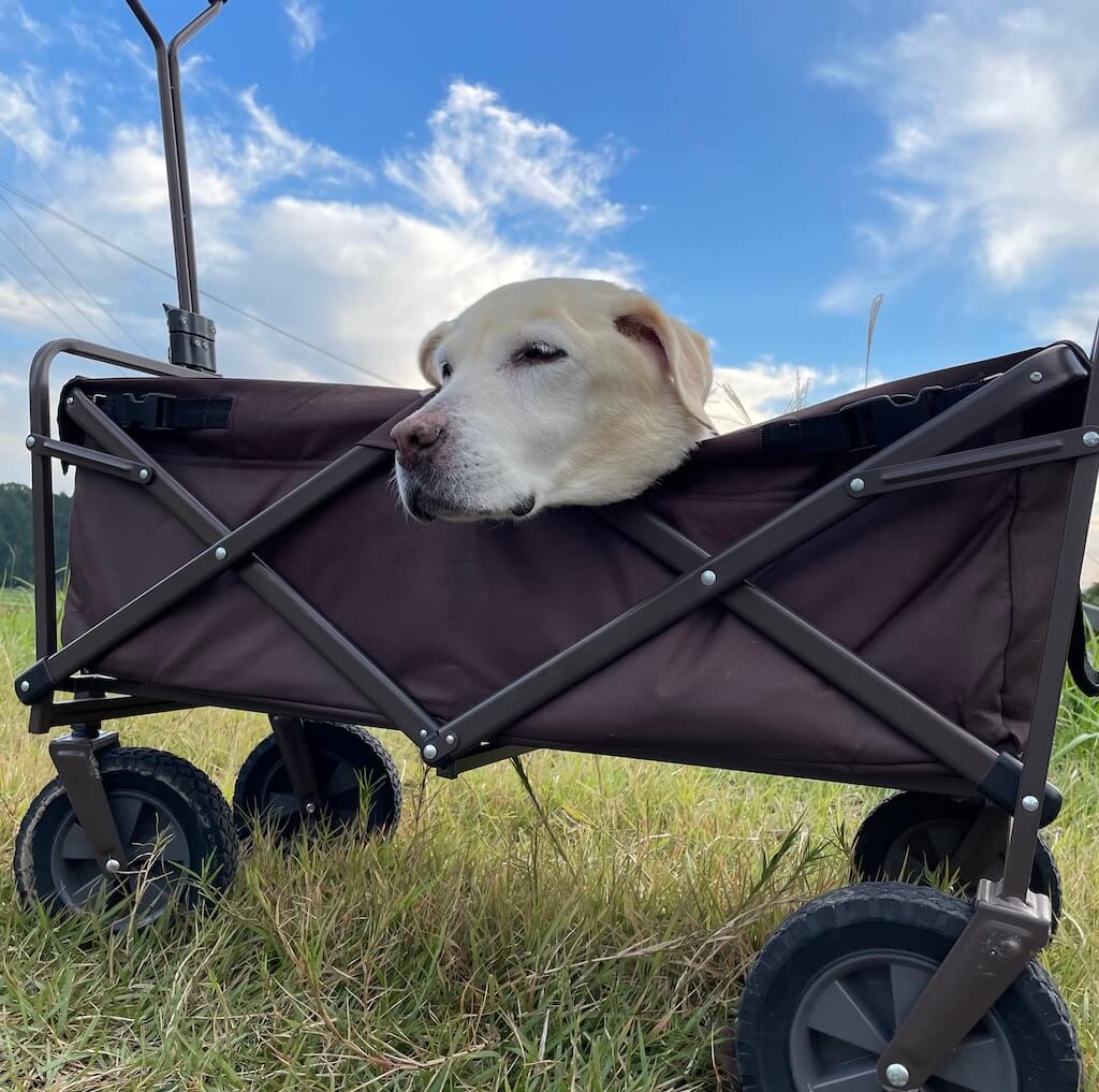 カートに乗るラブラドール
