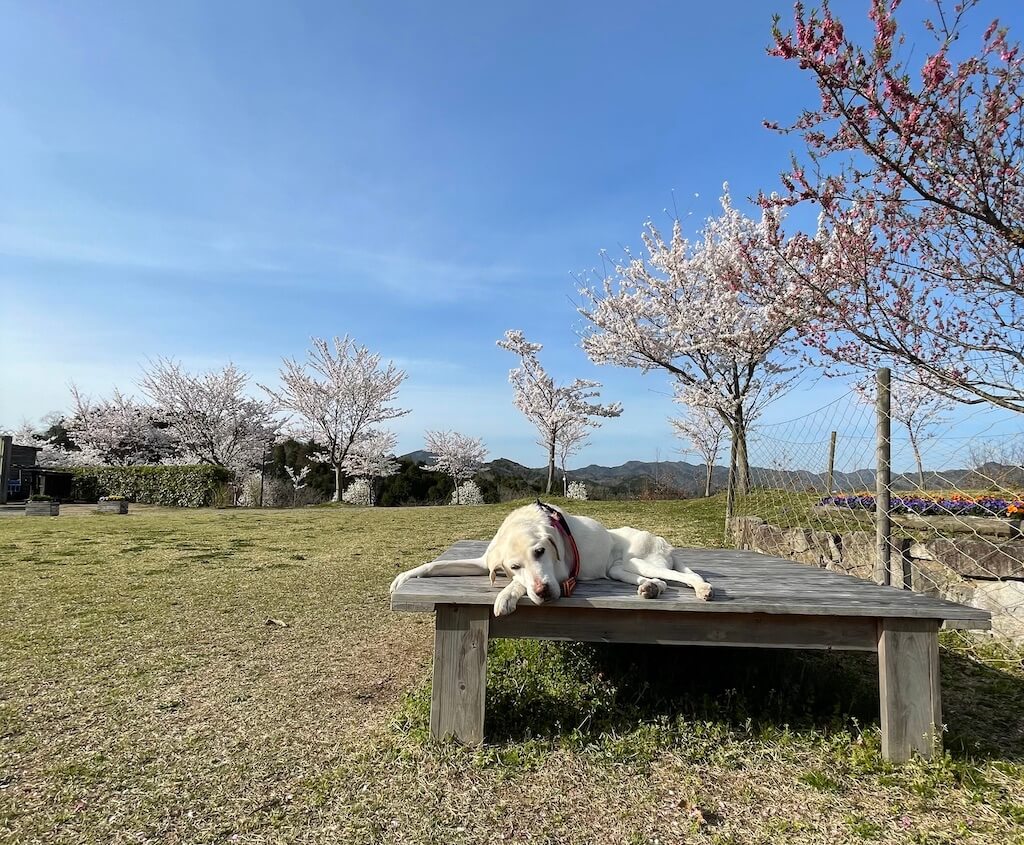 ラブラドールレトリバー