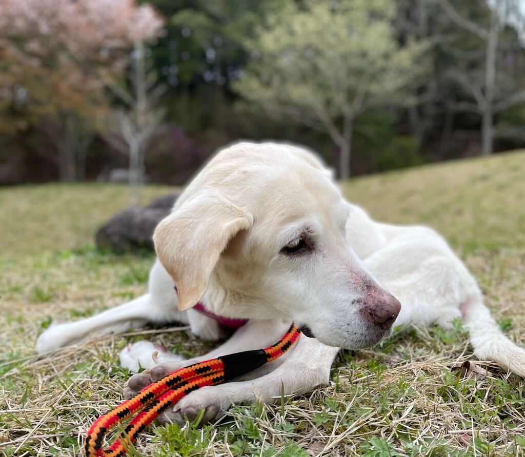 ラブラドールレトリバー