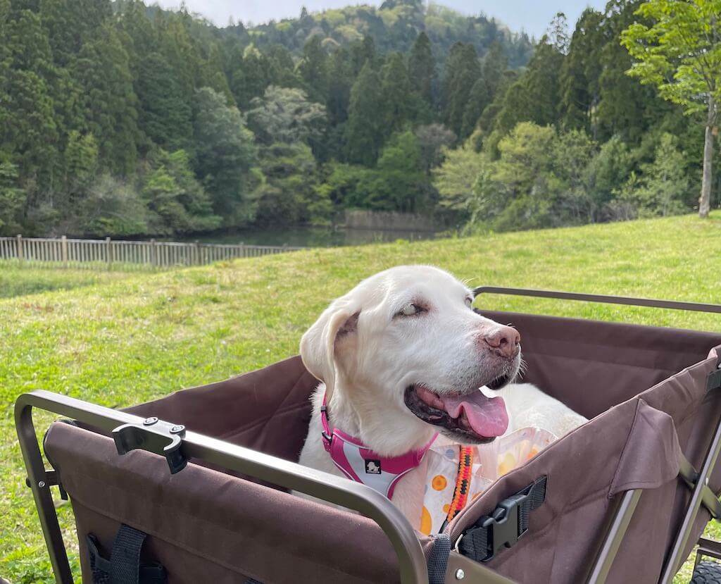 カートに乗るラブラドール
