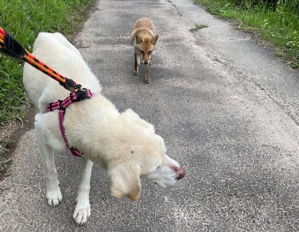 ラブラドールレトリバーときつね