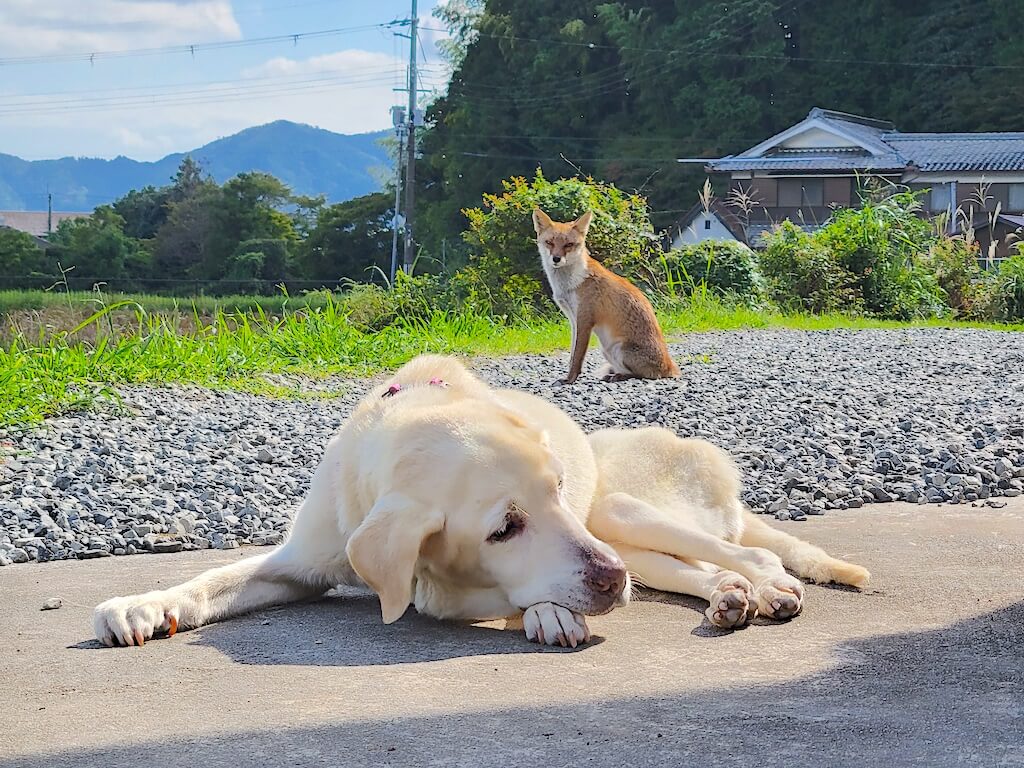 ラブラドールとキツネ