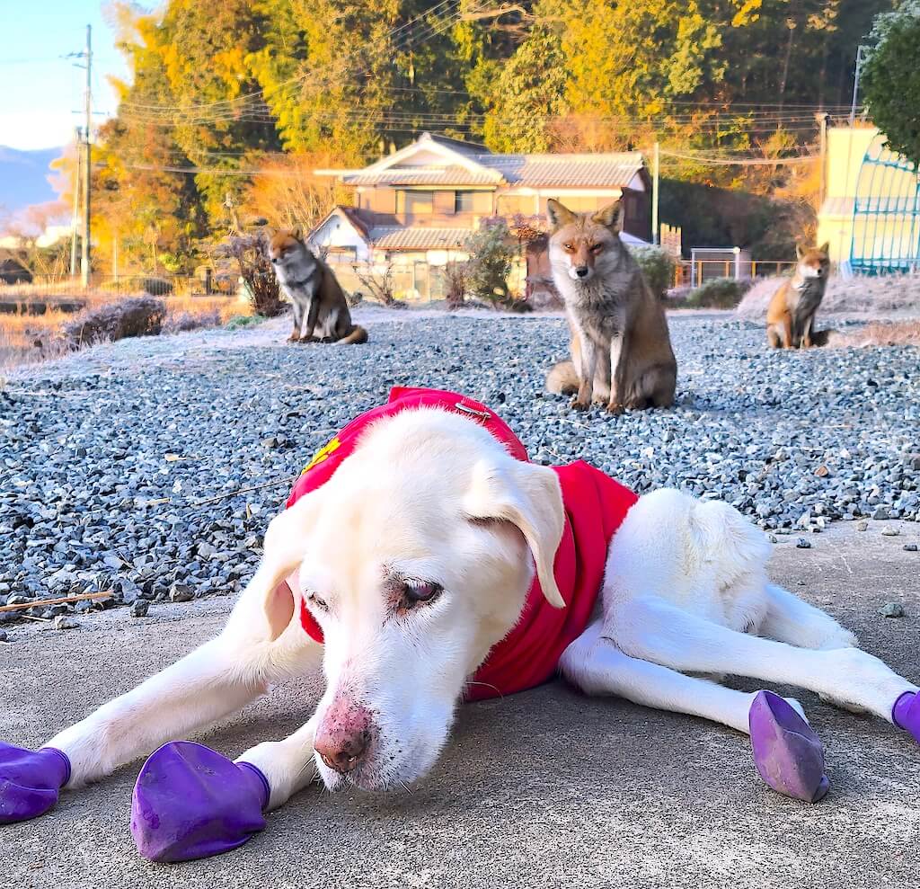 ラブラドールとキツネ