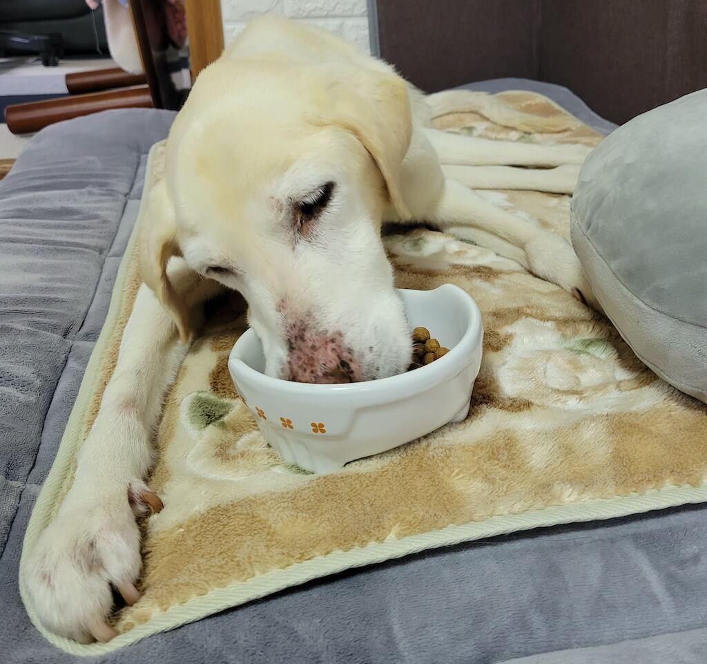 ラブラドールレトリーバー