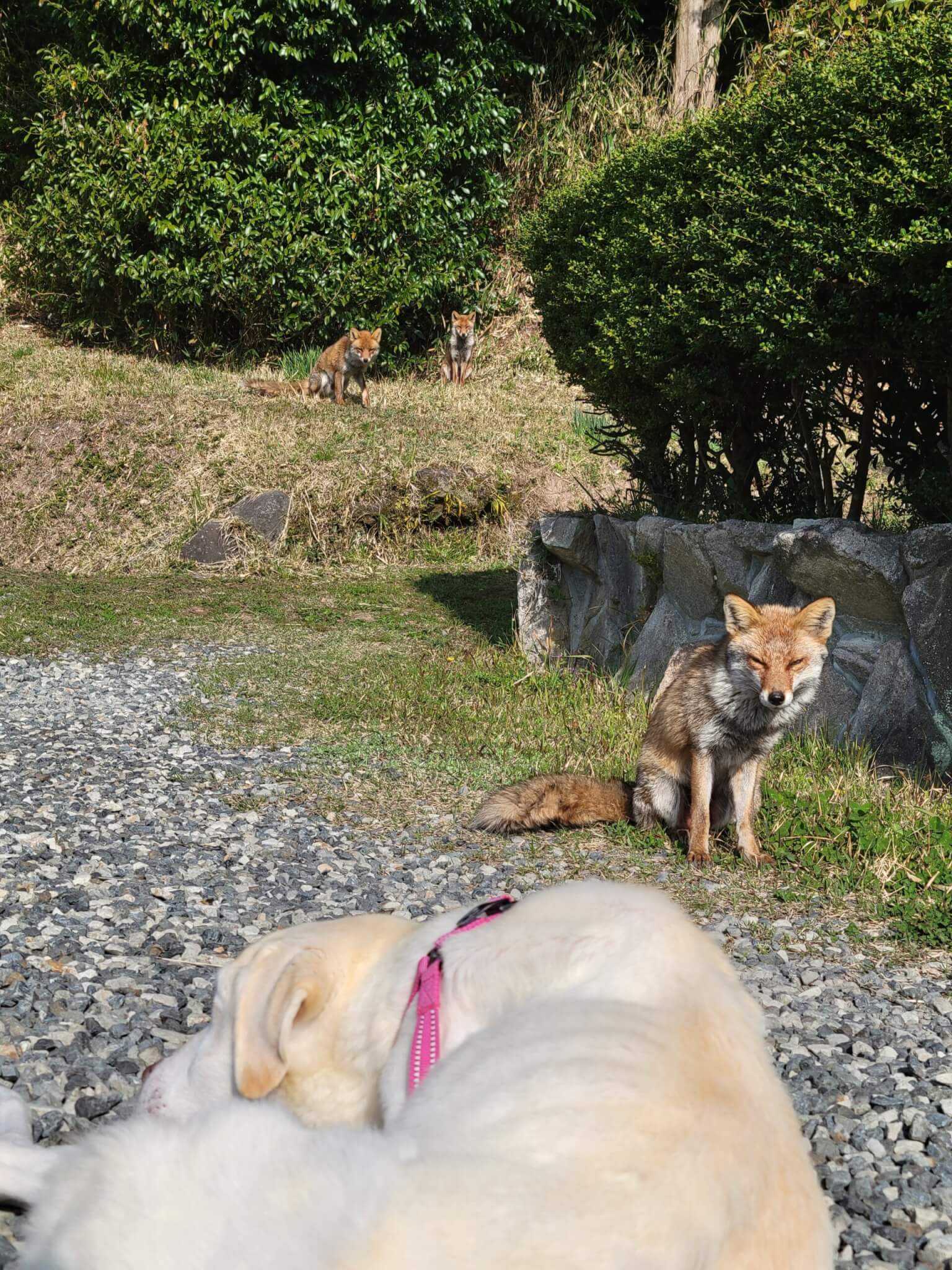 レトリバーライフ