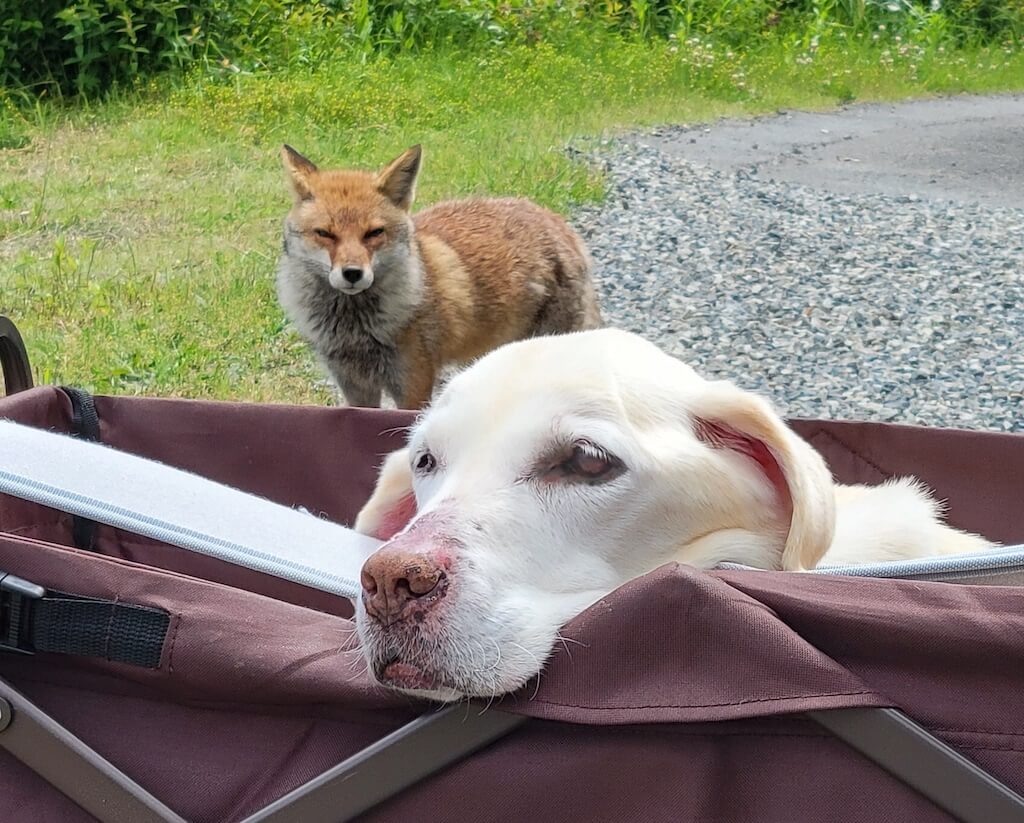 ラブラドールときつね